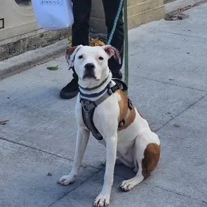 Violetta thumbnail 4