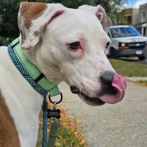 Violetta thumbnail 5