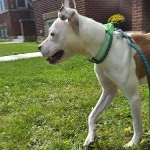 Violetta thumbnail 6