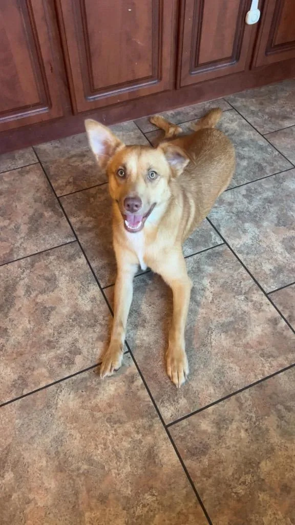A young medium-sized male Golden Retriever dog named Shilo for adoption in Centralia, IL