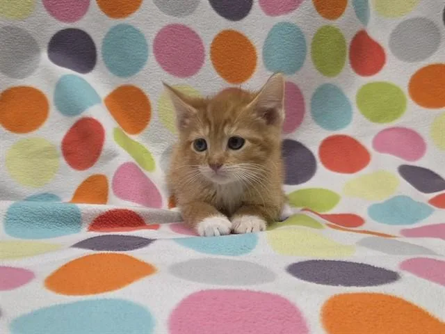 A baby small-sized male Domestic Short Hair cat named Mortadella for adoption in Ames, IA