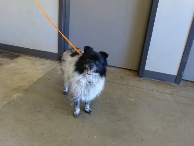 A young medium-sized male Australian Terrier dog named Ace for adoption in Ontario, CA