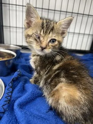 A baby small-sized female Domestic Short Hair cat named Kimi for adoption in Cumming, GA