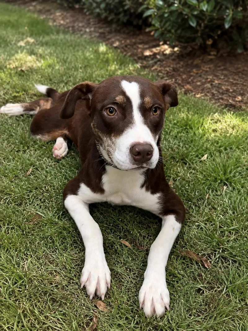 A young large-sized female Brown / Chocolate Mixed Breed dog named Mallory for adoption in Alexander City, AL