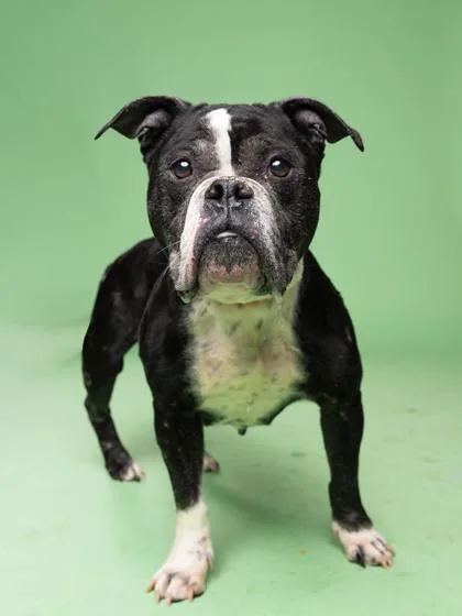 A senior medium-sized female American Bulldog dog named Carlotta for adoption in Atlanta, GA