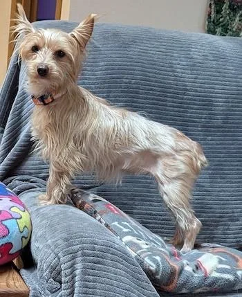An adult small-sized female Silky Terrier dog named Trixie for adoption in Blacksburg, VA
