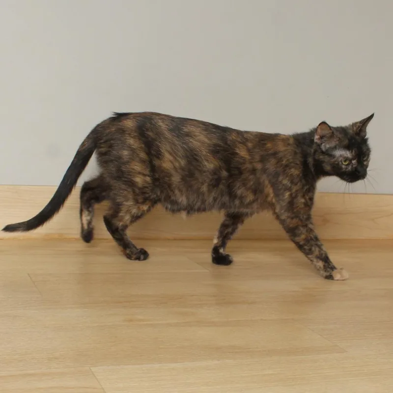 A young medium-sized female Tortoiseshell Domestic Short Hair cat named Marlo C for adoption in Minnetonka, MN