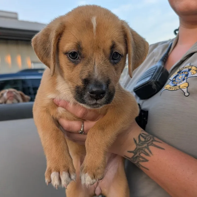 A baby small-sized female Red / Chestnut / Orange Catahoula Leopard Dog dog named Tally for adoption in Buchanan Dam, TX