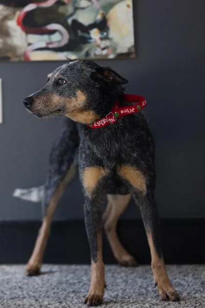 An adult medium-sized female Mixed Breed dog named Blu for adoption in West Chester, PA