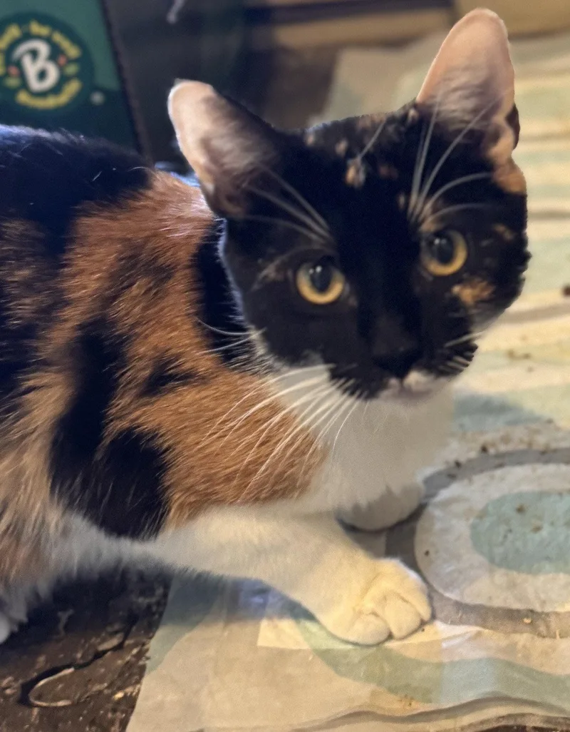 A young medium-sized female Domestic Short Hair cat named Tina for adoption in San Jose, CA