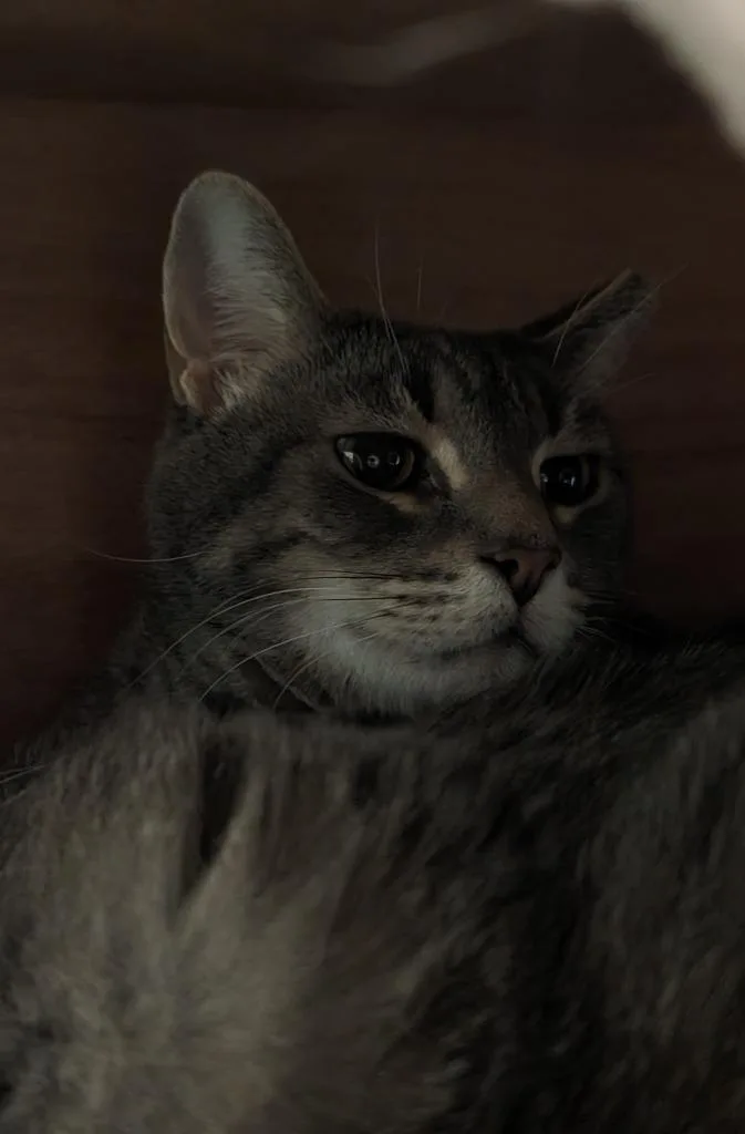 Baby Boy thumbnail 2