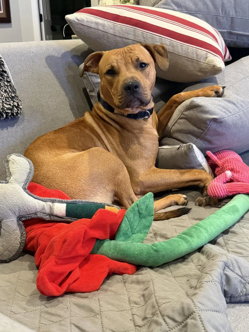 An adult medium-sized male Pit Bull Terrier dog named Graham for adoption in Forest Hill, MD