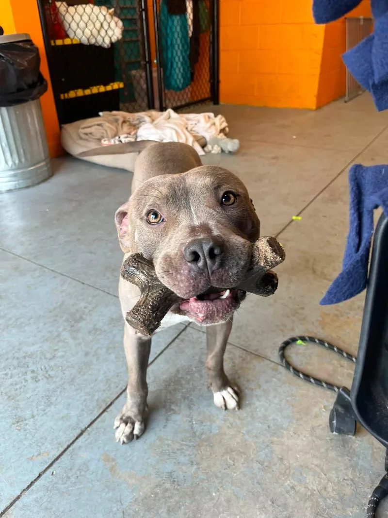 An adult medium-sized male Gray / Blue / Silver American Bully dog named Snoopy for adoption in Lincoln Park, MI