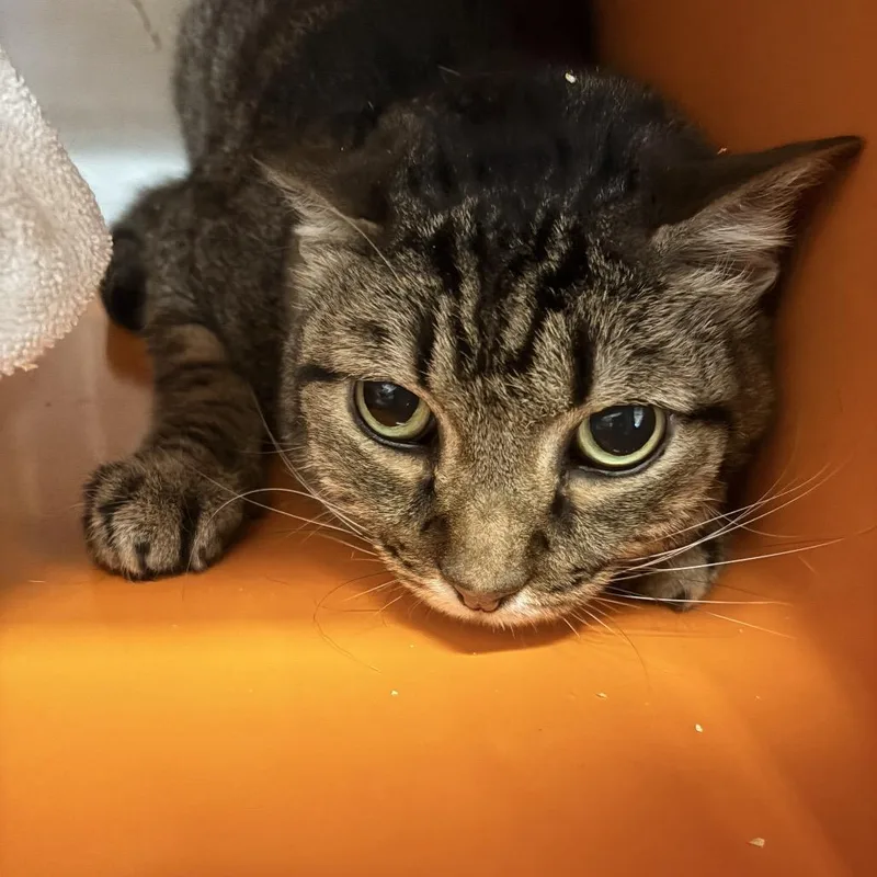 A senior large-sized male Brown / Chocolate Domestic Short Hair cat named Milo for adoption in Morgan Hill, CA