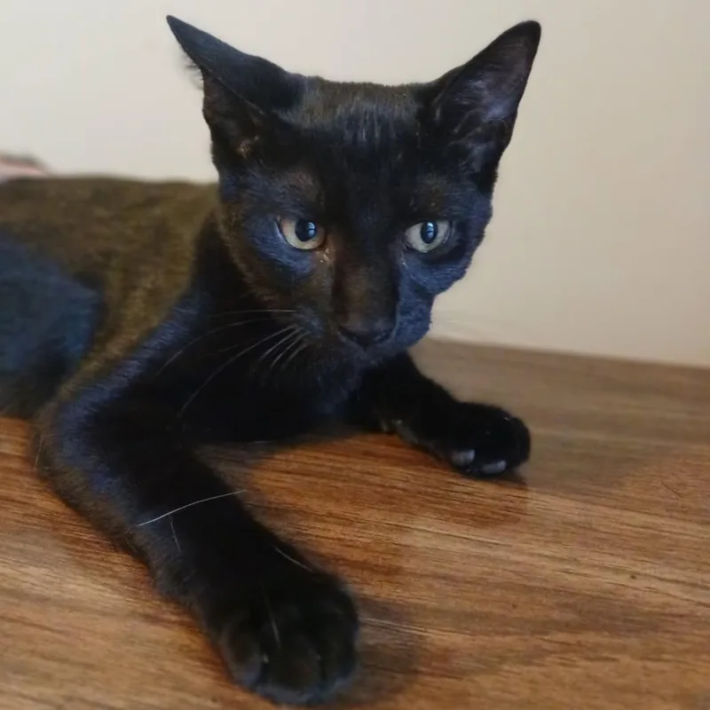 A baby medium-sized male Domestic Short Hair cat named Tater Tot for adoption in Honeoye, NY
