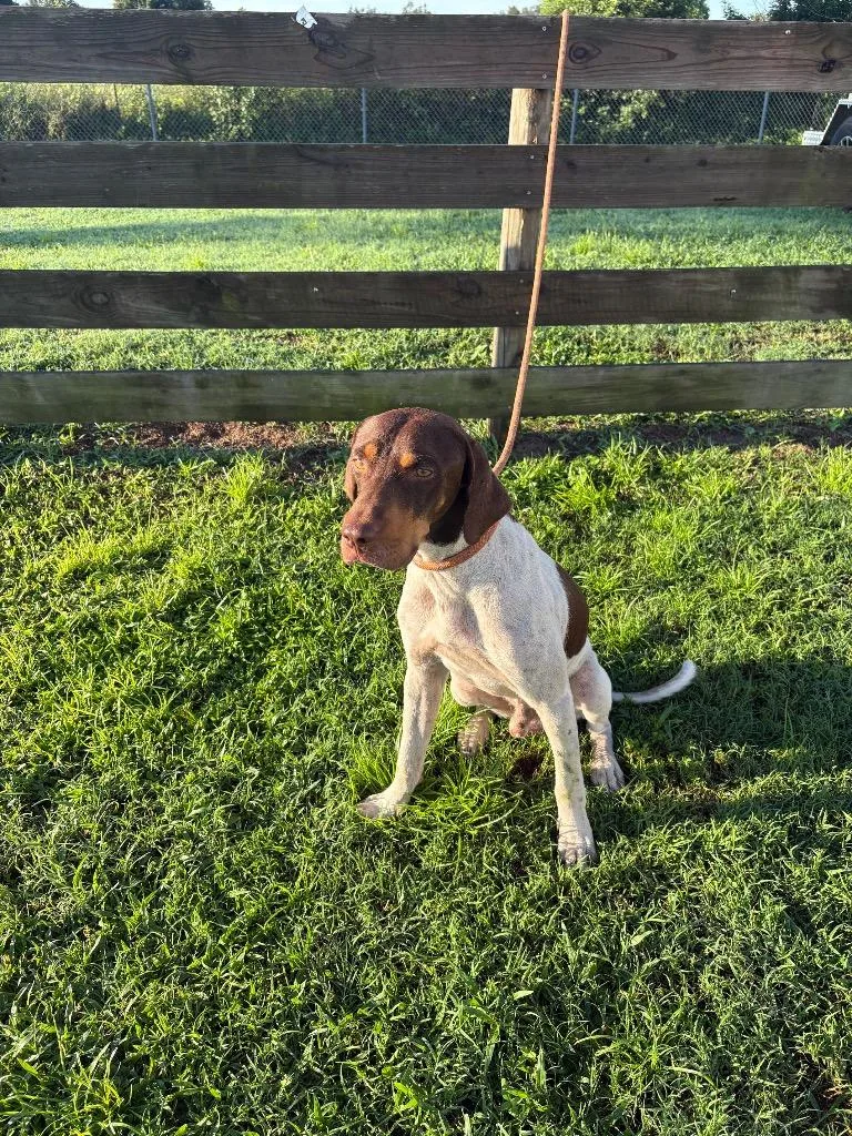 A young large-sized male Terrier dog named Sidney for adoption in Wauchula, FL