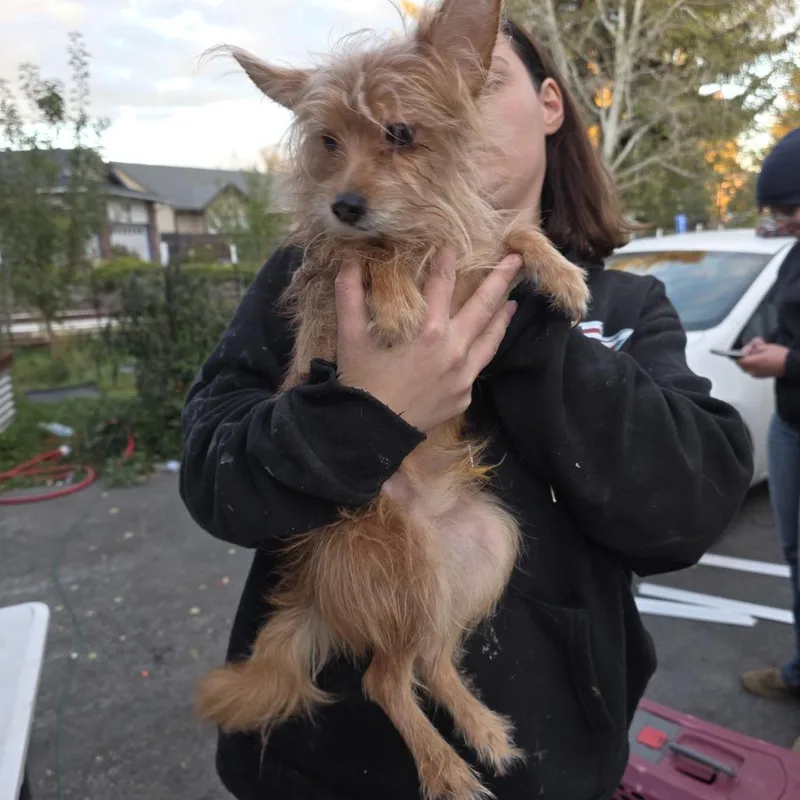 An adult small-sized male Brown / Chocolate Mixed Breed dog named Joey for adoption in Klamath Falls, OR