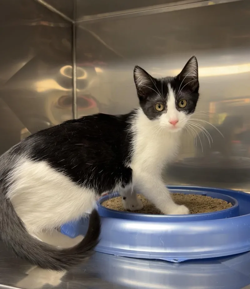 A baby medium-sized female White Domestic Short Hair cat named Sandy for adoption in Montville, NJ