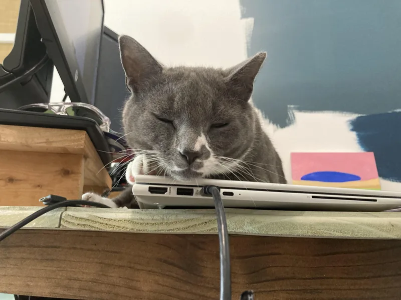 A young medium-sized male Gray & White Domestic Short Hair cat named Edgar for adoption in Jacksonville, FL