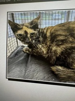 A young medium-sized female Domestic Short Hair cat named Brittlestar for adoption in Daytona Beach, FL