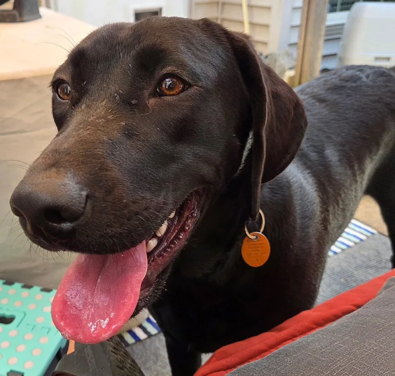 A baby large-sized female Black Labrador Retriever dog named Tali for adoption in Jeffersonville, IN
