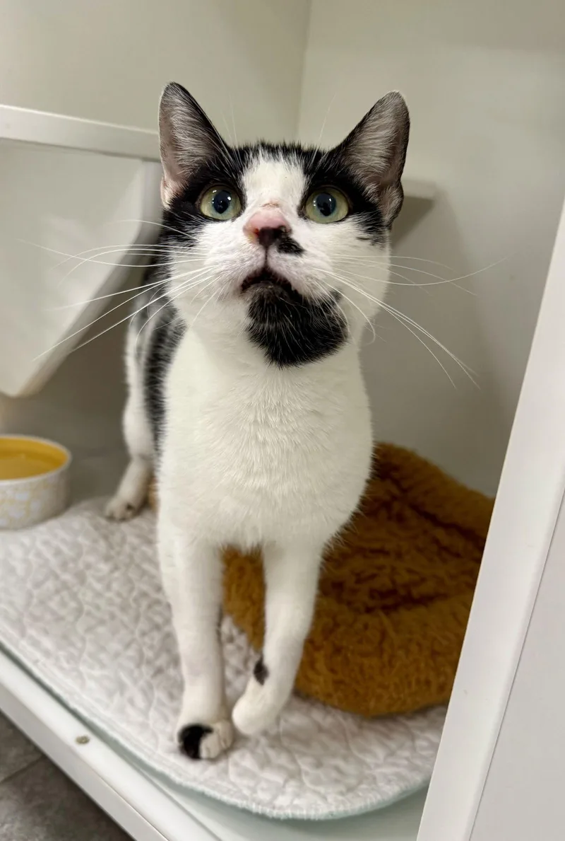 Tenchie M thumbnail 2