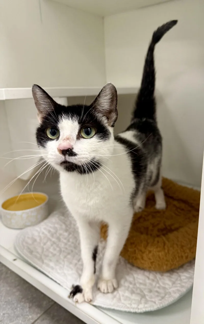 Tenchie M thumbnail 3