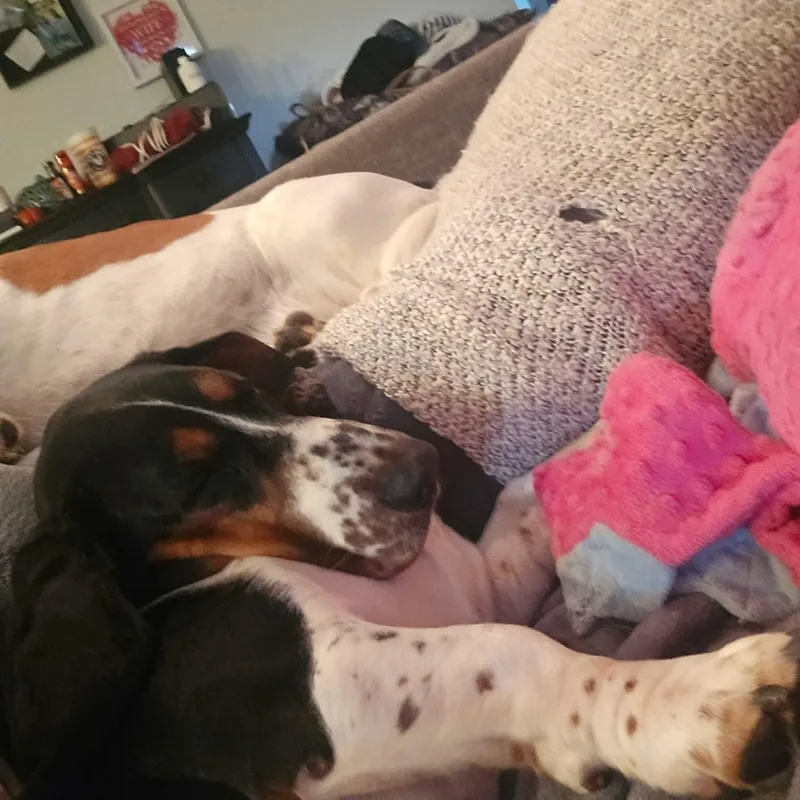 A young medium-sized female Tricolor (Brown, Black, & White) Basset Hound dog named Cali for adoption in Knoxville, TN
