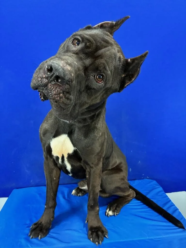 An adult large-sized male Cane Corso dog named The Boss for adoption in Ruston, LA