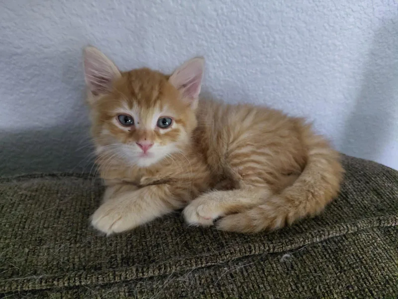 A young medium-sized male Orange / Red Domestic Medium Hair cat named Angus for adoption in Vacaville, CA