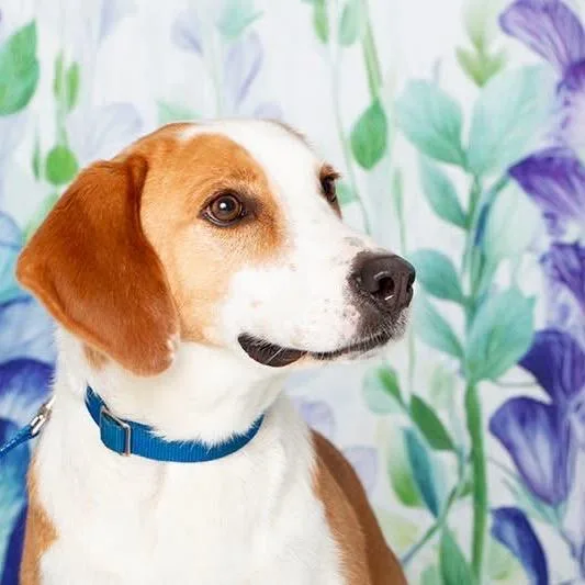 A senior large-sized male Mixed Breed dog named Toodle for adoption in Fredericksburg, VA