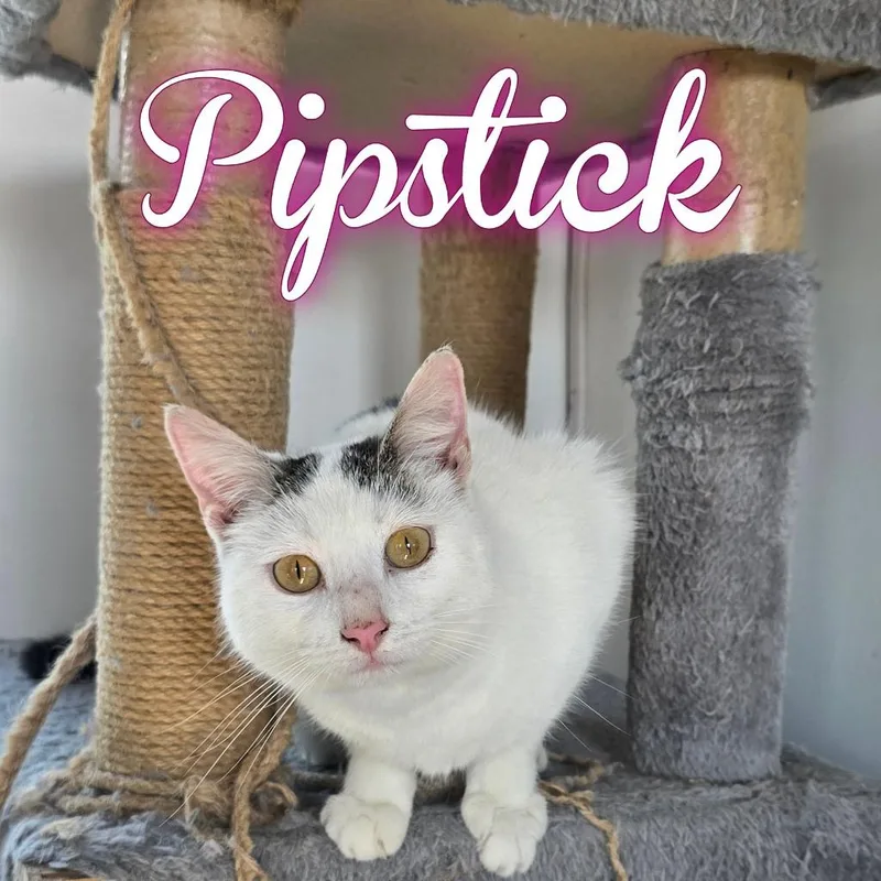A young small-sized female Domestic Short Hair cat named Pipstick for adoption in Hillsboro, OH