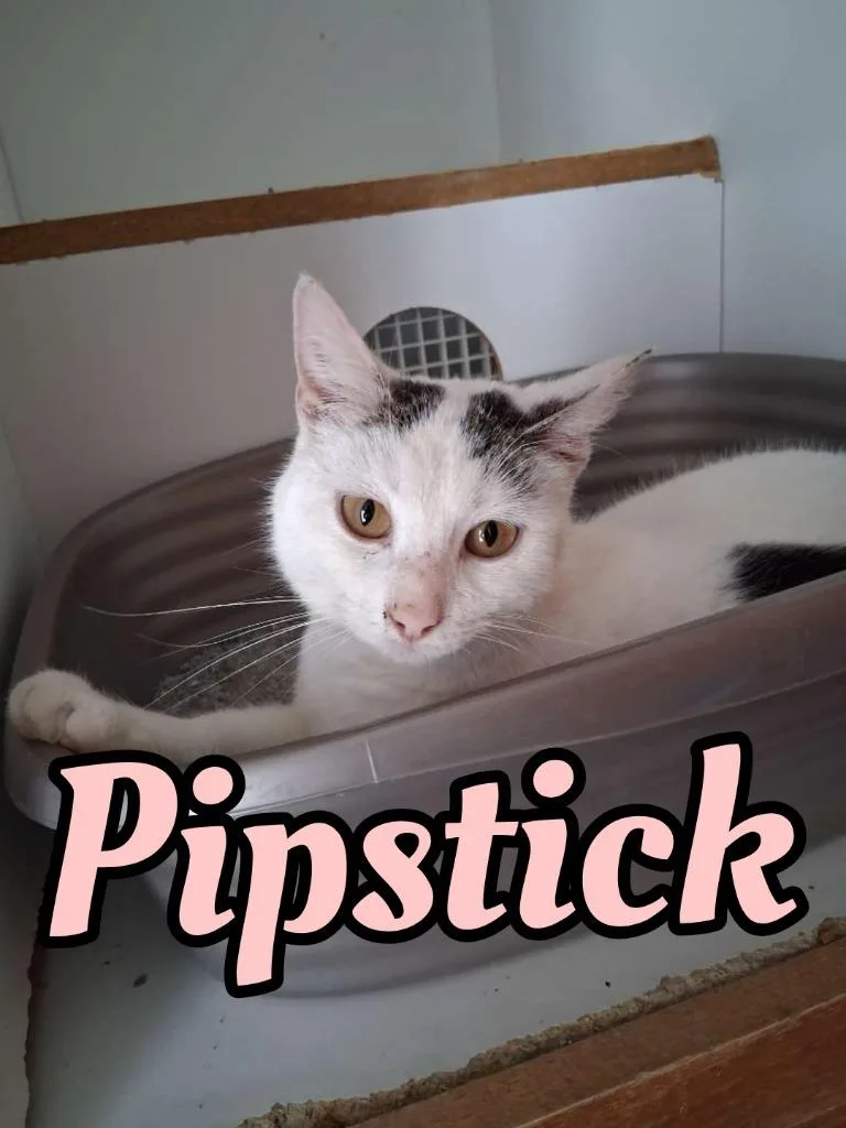 Pipstick thumbnail 2