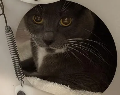 An adult medium-sized female Domestic Short Hair cat named Ellie for adoption in Honolulu, HI