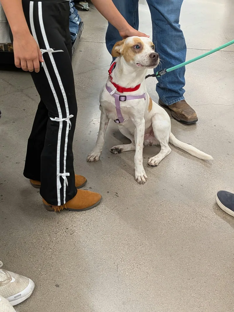 A young medium-sized male Cattle Dog named Sabu for adoption in Sierra Vista, AZ