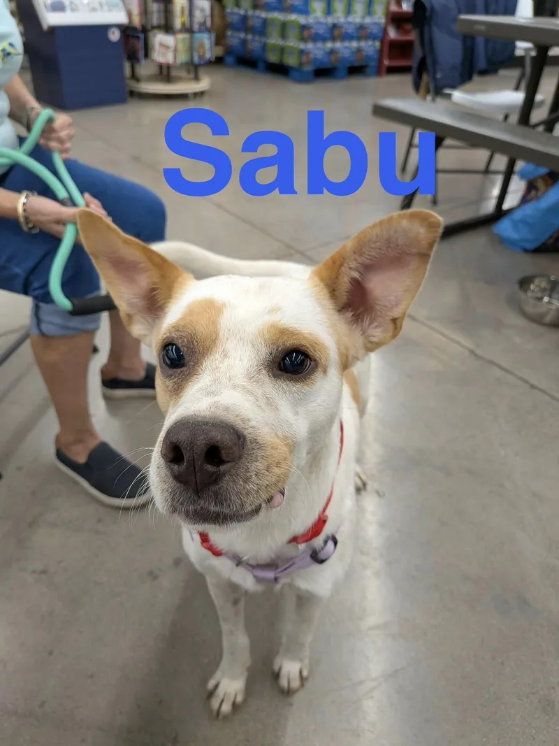 Sabu thumbnail 2