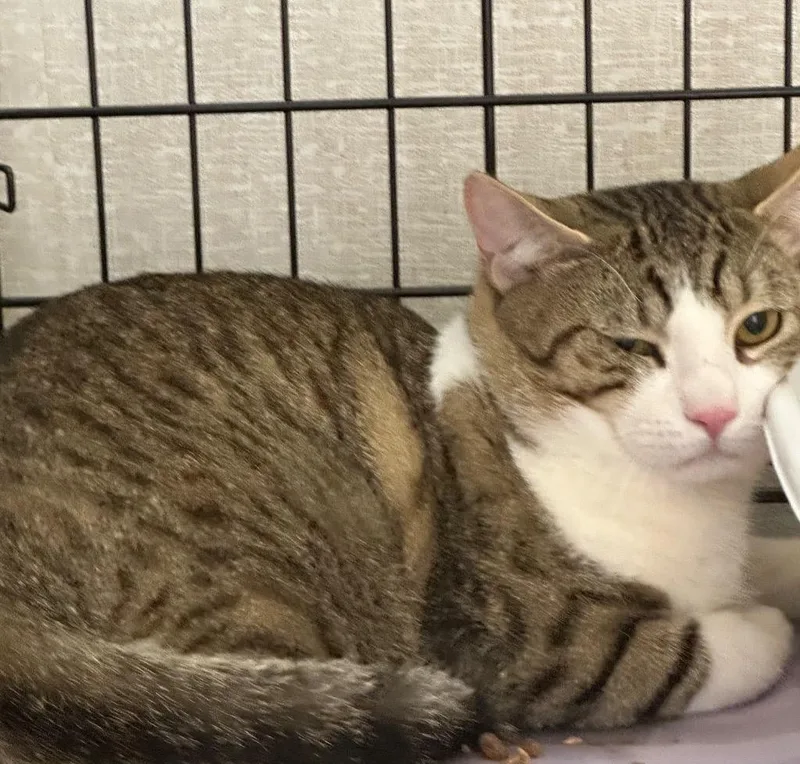 A young medium-sized male Domestic Short Hair cat named Rocky for adoption in Pomona, NY