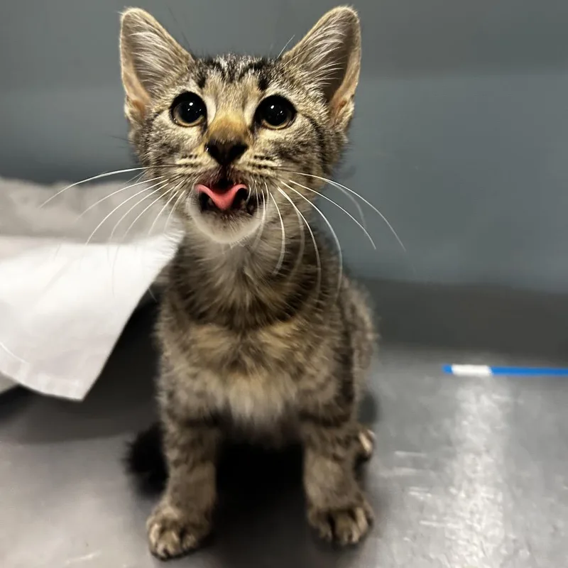 A baby small-sized female Gray / Blue / Silver Domestic Short Hair cat named Skittles for adoption in Chattanooga, TN
