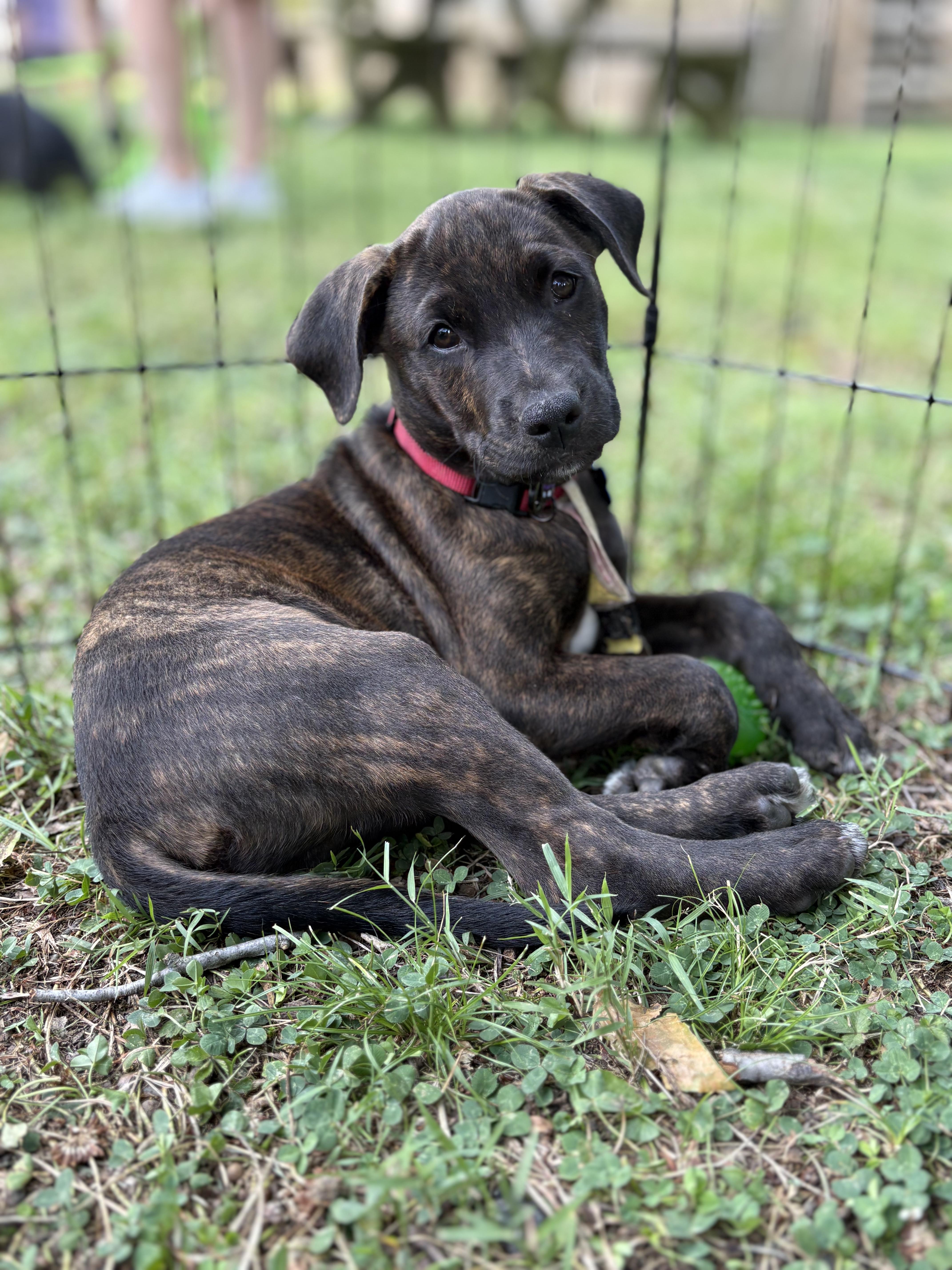 A baby medium-sized male Black Pit Bull Terrier dog named Zion for adoption in Columbia, MD