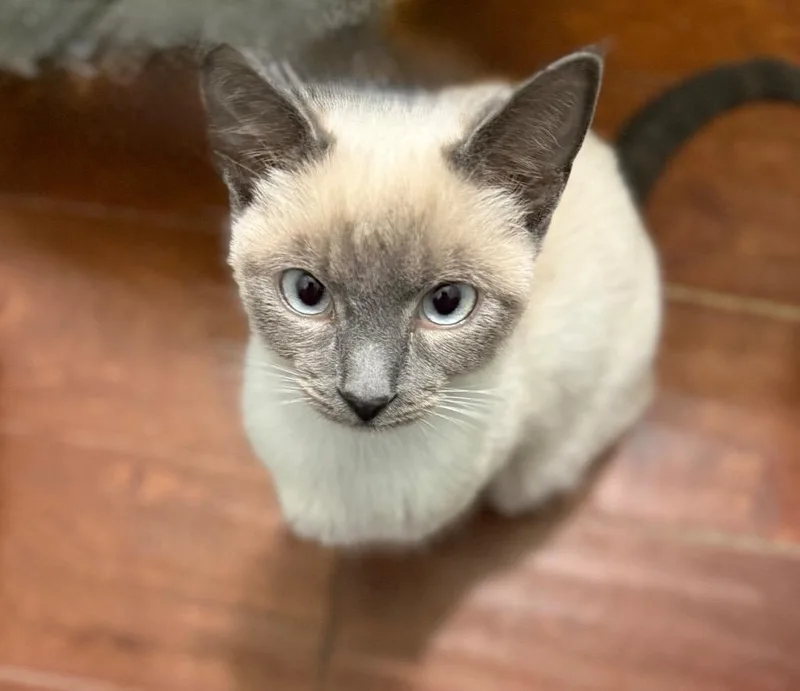 A baby medium-sized female Siamese cat named Lyra for adoption in Augusta, GA