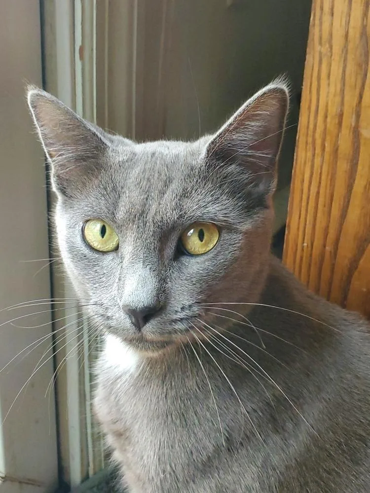 An adult medium-sized female Gray / Blue / Silver Russian Blue cat named Silly for adoption in Pittstown, NJ