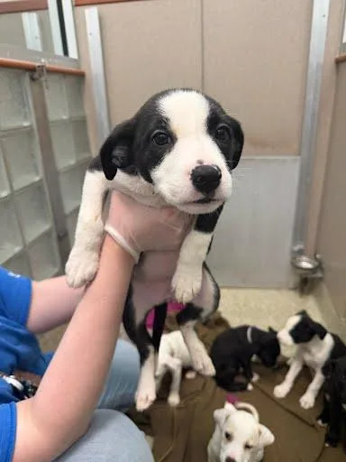 A baby medium-sized female Labrador Retriever dog named Rupaul for adoption in Washington, DC