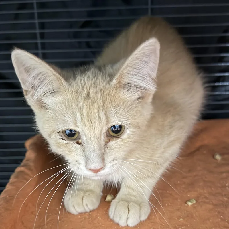 A baby medium-sized male Domestic Medium Hair cat named Oliver for adoption in Elizabethtown, NC