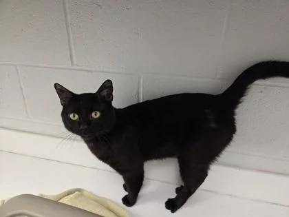 An adult medium-sized male Black Domestic Short Hair cat named Megatron Monday for adoption in Kansas City, MO