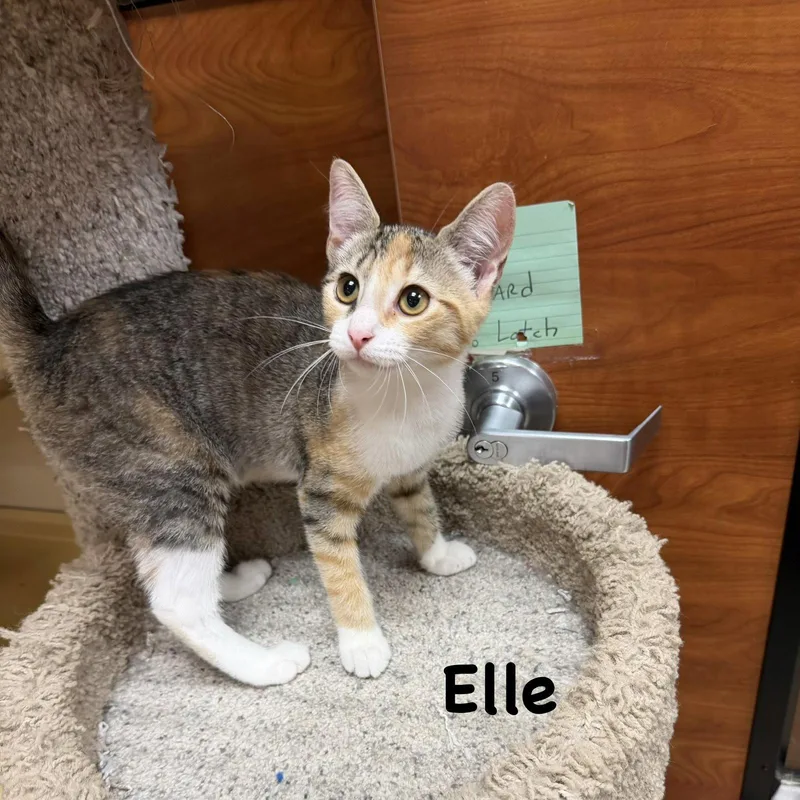 A young medium-sized female Domestic Short Hair cat named Elle for adoption in Spring Lake, NJ