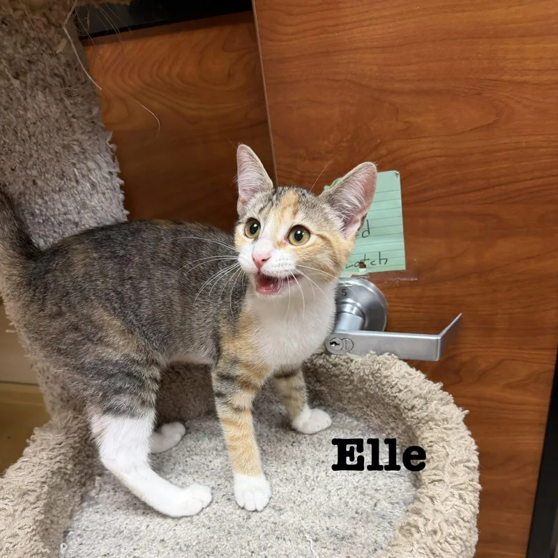 Elle thumbnail 2