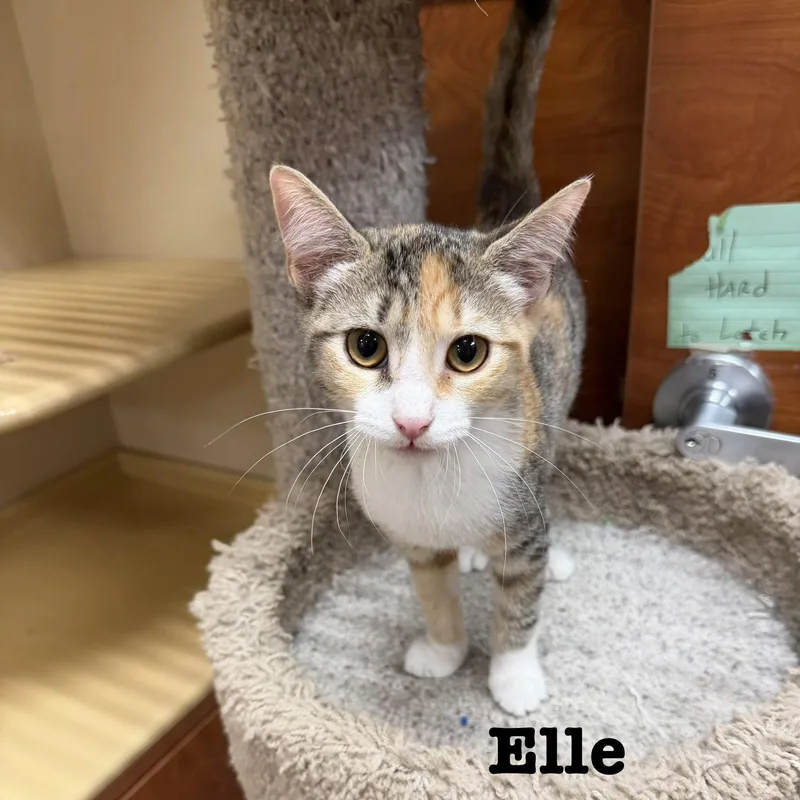Elle thumbnail 3