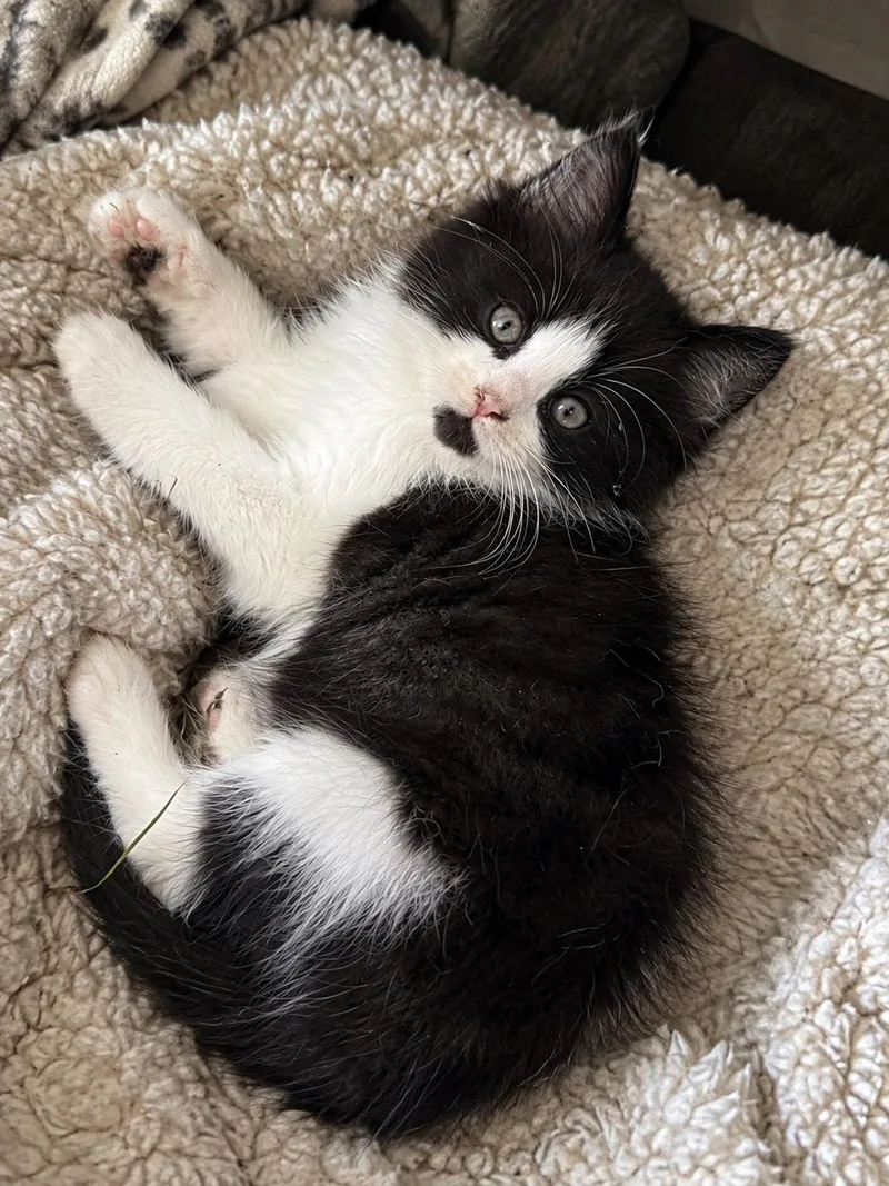 A baby large-sized male Ragdoll cat named Donald for adoption in toledo, OH