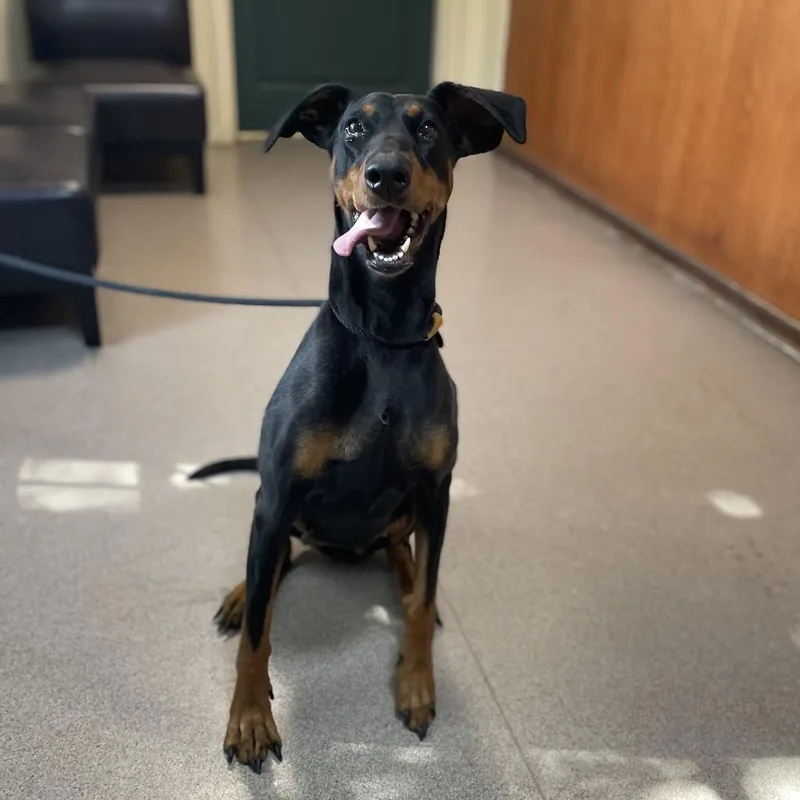 An adult medium-sized female Black Doberman Pinscher dog named Darla for adoption in Pasadena, CA