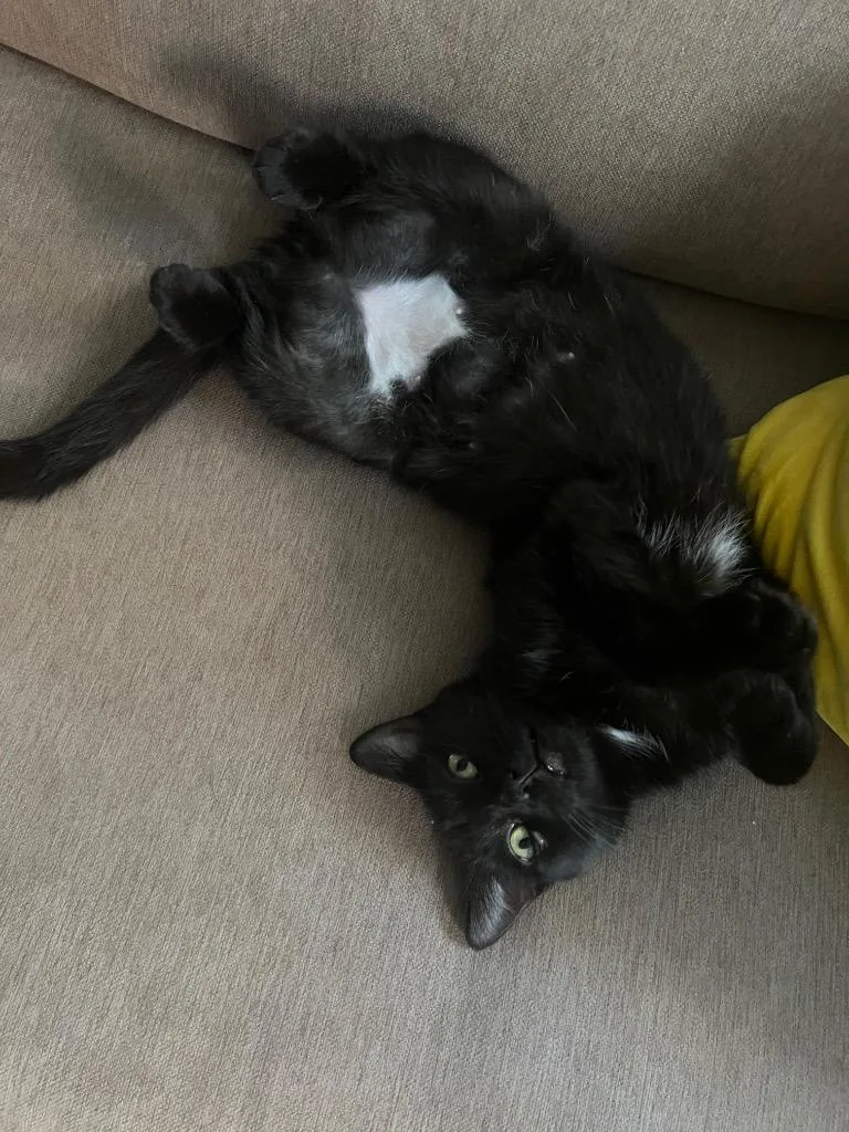A young medium-sized female Domestic Short Hair cat named Mimsy for adoption in New York, NY